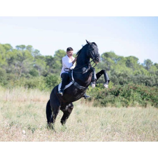 Fototapetai Žirgai - 036