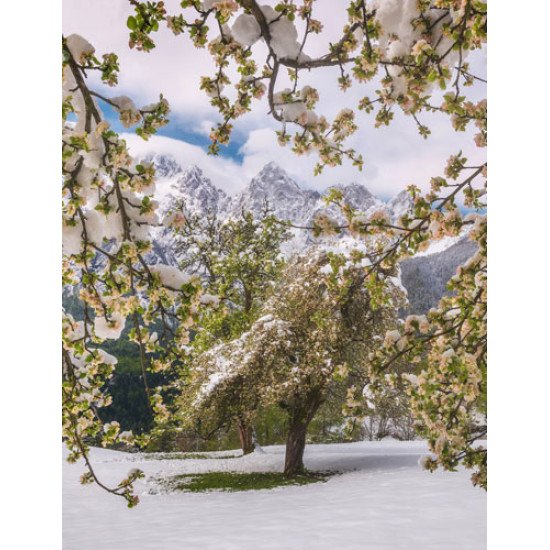 Fototapetai Kalnų medžių peizažas