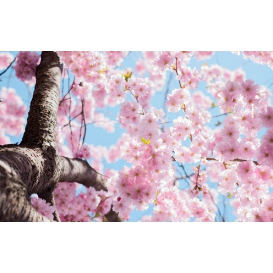 Fototapetai Sakuros žydinčios šakos