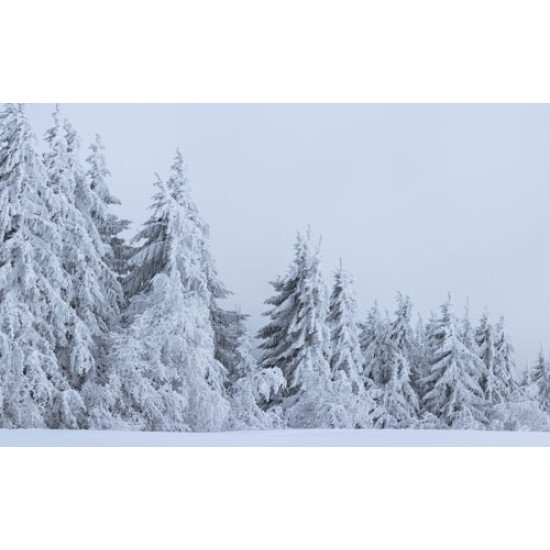 Fototapetai Apsnigti miško medžiai