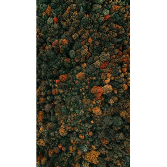 Fototapetai Rudenio miškas