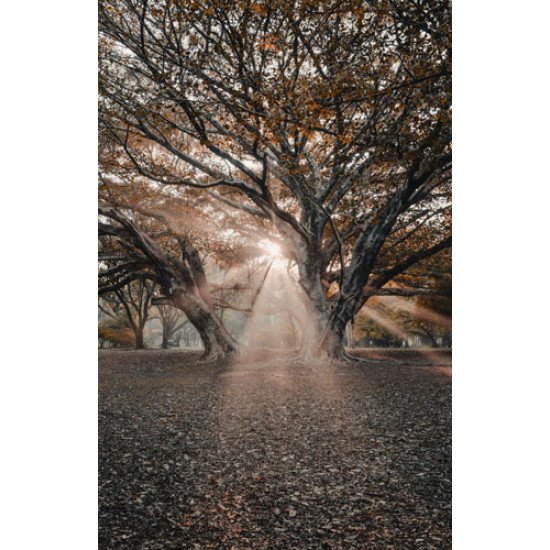 Fototapetai Saulės spinduliai tarp medžio šakų