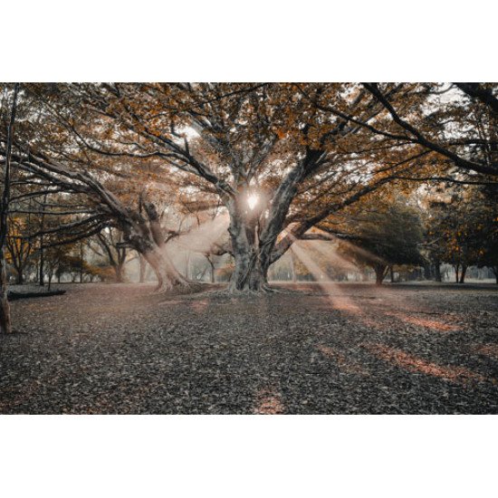 Fototapetai Rudens medžio saulės spinduliai