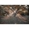 Fototapetai Rudens medžio saulės spinduliai