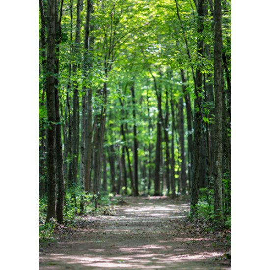 Fototapetai Miško tako panorama
