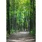 Fototapetai Miško tako panorama