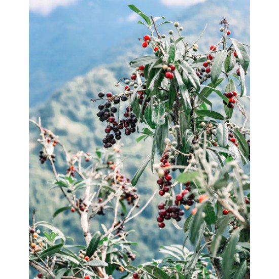 Fototapetai Kalnų uogos Šeferdija sidabrinė