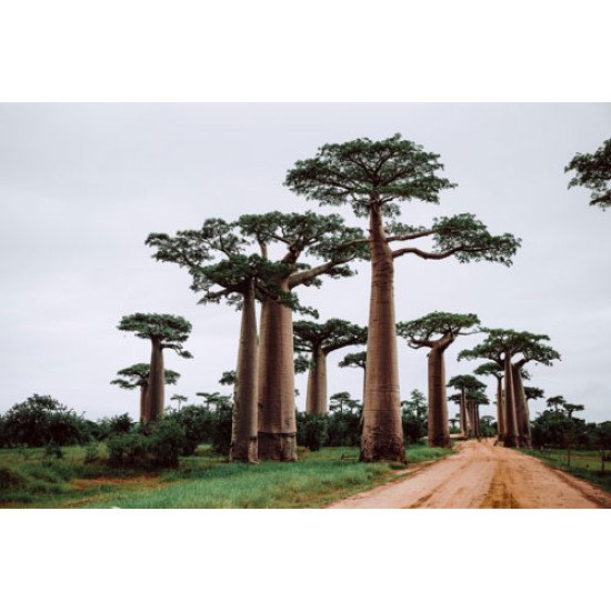 Fototapetai Baobabo medžiai laukuose Afrikoje