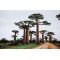 Fototapetai Baobabo medžiai laukuose Afrikoje