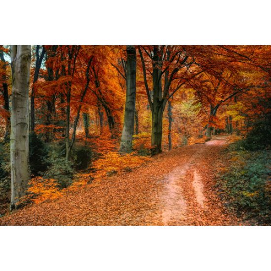 Fototapetai Rudens kelias