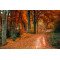 Fototapetai Rudens kelias