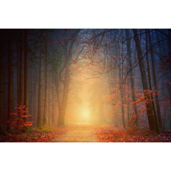 Fototapetai Miško pėsčiųjų takas