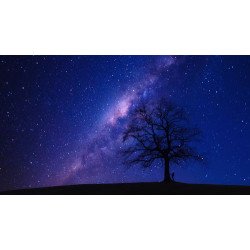 Fototapetai Naktinis medžio silluetas