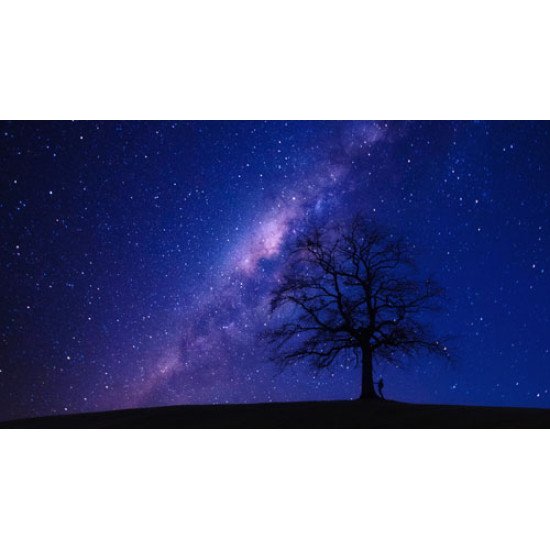 Fototapetai Naktinis medžio silluetas