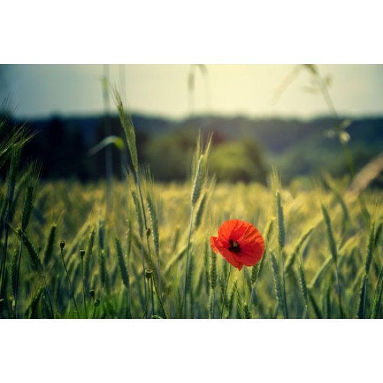 Fototapetai Aguonos žiedas laukuose