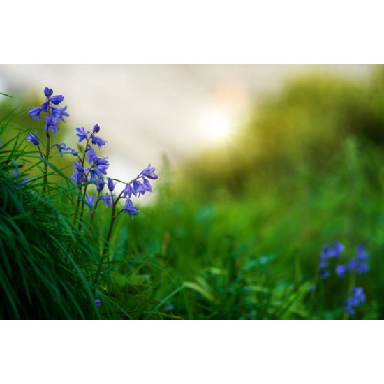 Fototapetai Mažos pavasario gėlės
