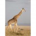 Plakatas Žirafa