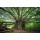 Fototapetas Šimtametis išssišakojęs medis