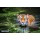 Fototapetas Tigras upėje, 400x270 cm