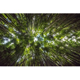 Fototapetai Tankus bambukų miškas